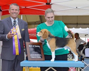 kazuri beagle fonzie