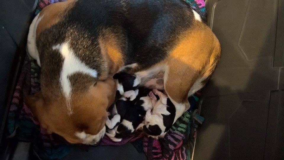 beagle puppy wa kauri beagle puppy Seattle woodinville