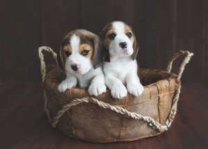 beagle 5 weeks-1