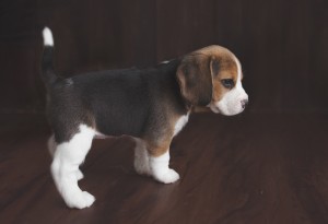beagle 5 weeks-10