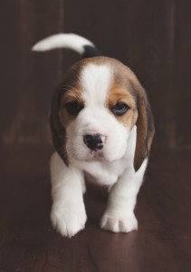 beagle 5 weeks-12