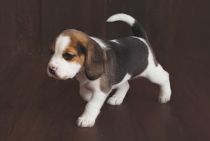 beagle 5 weeks-13