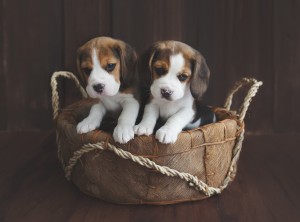 beagle 5 weeks-2