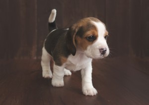 beagle 5 weeks-3