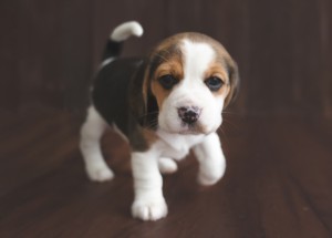 beagle 5 weeks-4