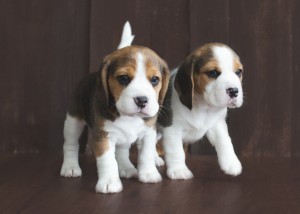 beagle 5 weeks-5