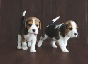 beagle 5 weeks-6