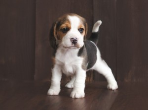 beagle 5 weeks-7