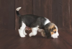 beagle 5 weeks-8