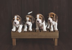 beagle 5 weeks-9