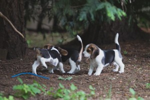 beagle akc 6 weeks-1