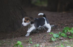 beagle akc 6 weeks-11