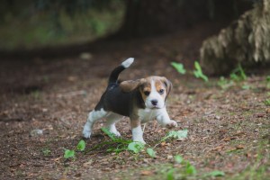 beagle akc 6 weeks-13