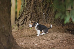 beagle akc 6 weeks-14