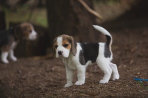 beagle akc 6 weeks-16