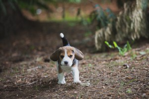 beagle akc 6 weeks-17
