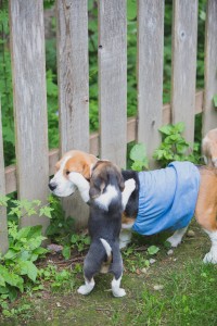 beagle akc 6 weeks-19
