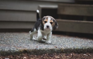 beagle akc 6 weeks-20