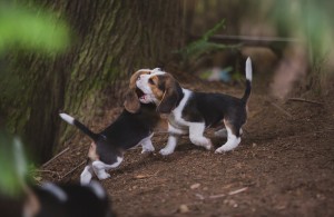 beagle akc 6 weeks-22