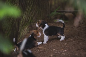 beagle akc 6 weeks-23