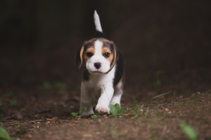 beagle akc 6 weeks-27