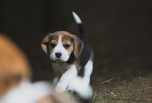 beagle akc 6 weeks-29