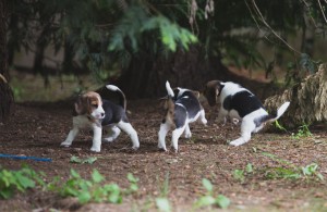 beagle akc 6 weeks-3