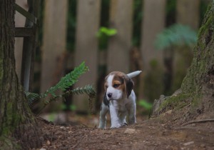 beagle akc 6 weeks-30