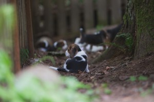 beagle akc 6 weeks-31