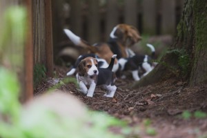 beagle akc 6 weeks-32