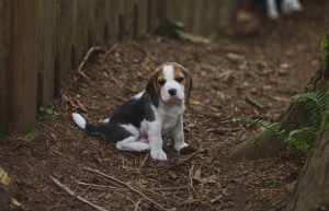 beagle akc 6 weeks-33