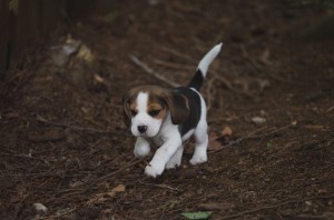 beagle akc 6 weeks-34