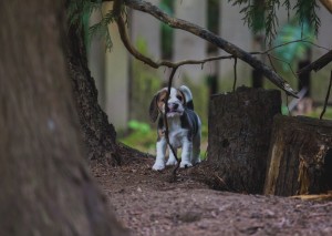 beagle akc 6 weeks-4