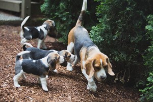 beagle akc 6 weeks-41