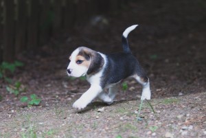 beagle akc 6 weeks-42