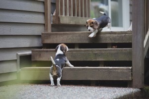 beagle akc 6 weeks-48