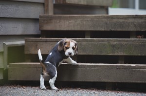 beagle akc 6 weeks-50