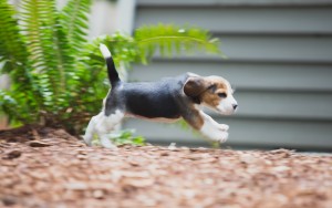 beagle akc 6 weeks-6