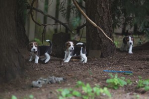 beagle akc 6 weeks-7