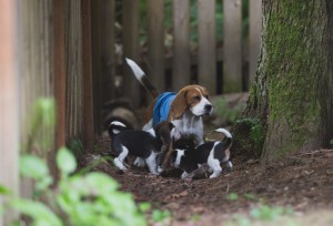 beagle akc 6 weeks-8