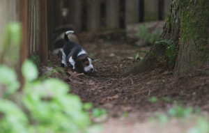 beagle akc 6 weeks-9