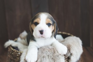 beagle puppy 4 weeks-1