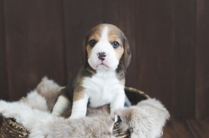 beagle puppy 4 weeks-2