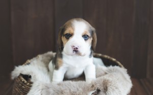 beagle puppy 4 weeks-3