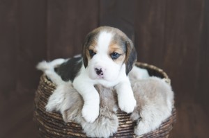 beagle puppy 4 weeks-4