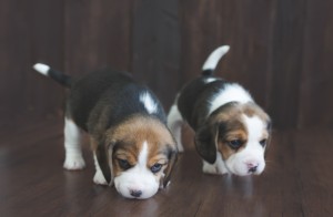 beagle puppy 4 weeks-5
