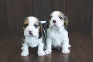 beagle puppy 4 weeks-6