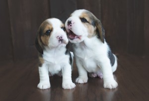 beagle puppy 4 weeks-7