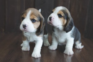 beagle puppy 4 weeks-8