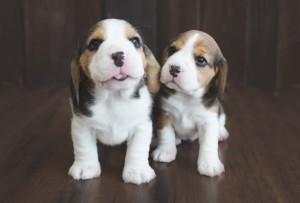 beagle puppy 4 weeks-9
